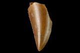 Serrated, Raptor Tooth - Real Dinosaur Tooth #137204-1